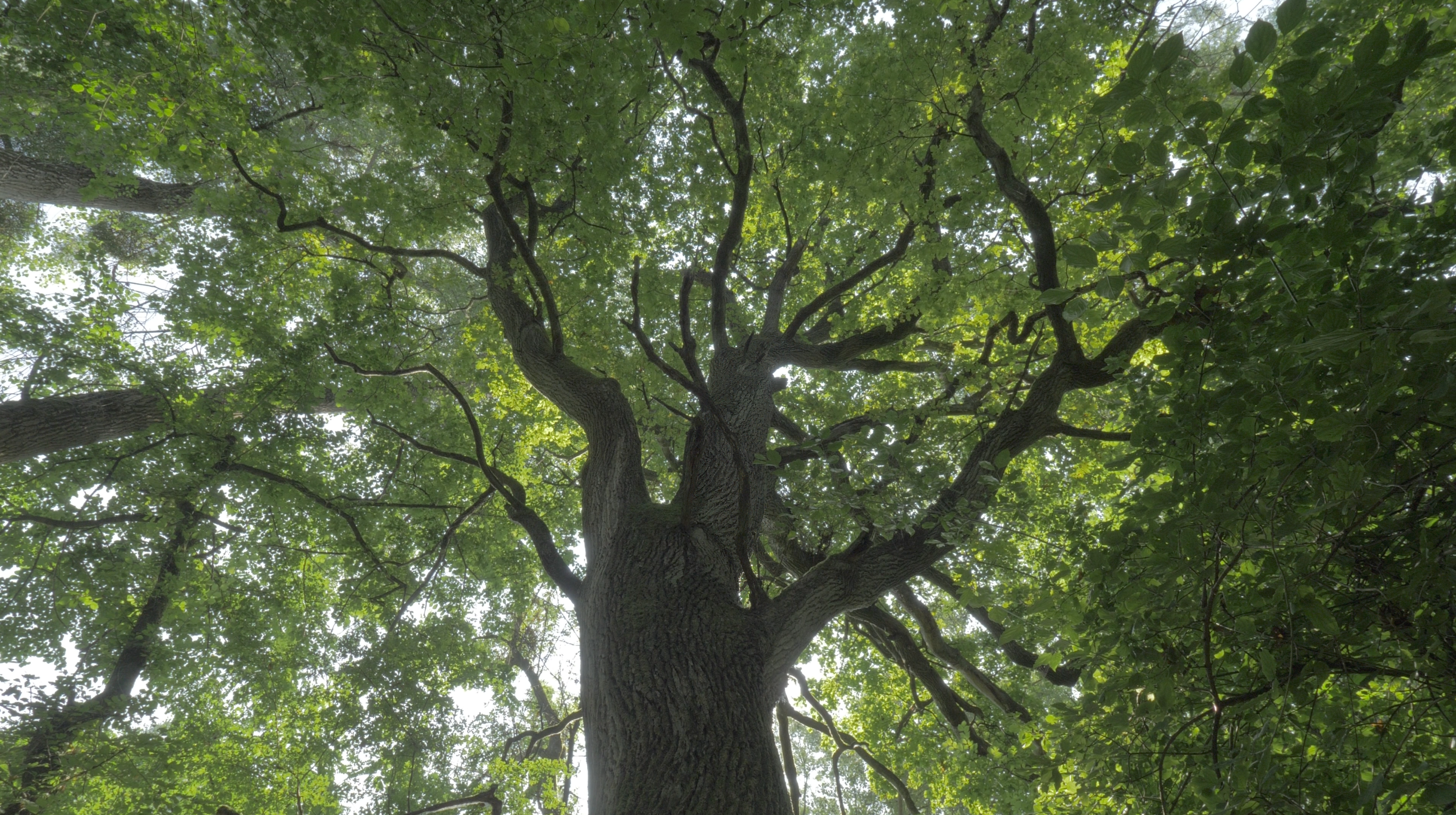 diagnostic écologique