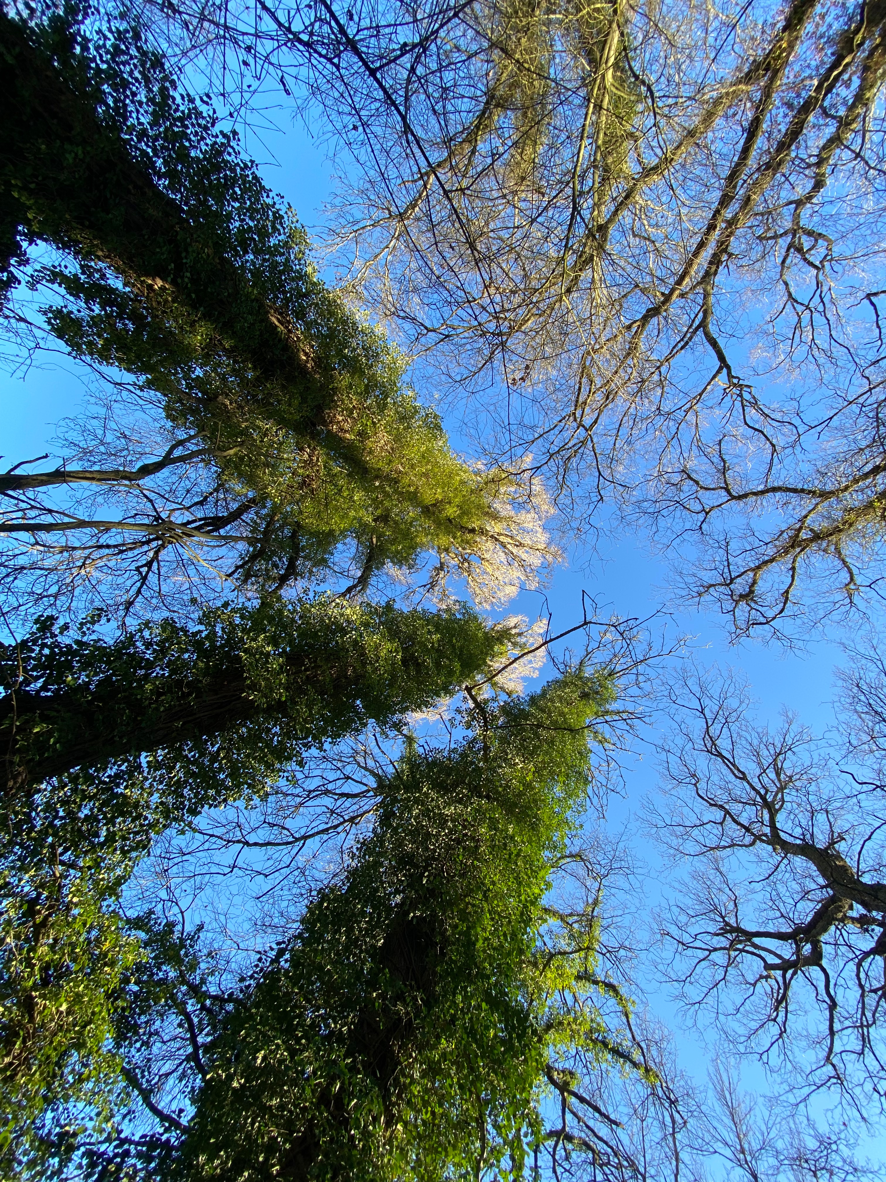 diagnostic écologique