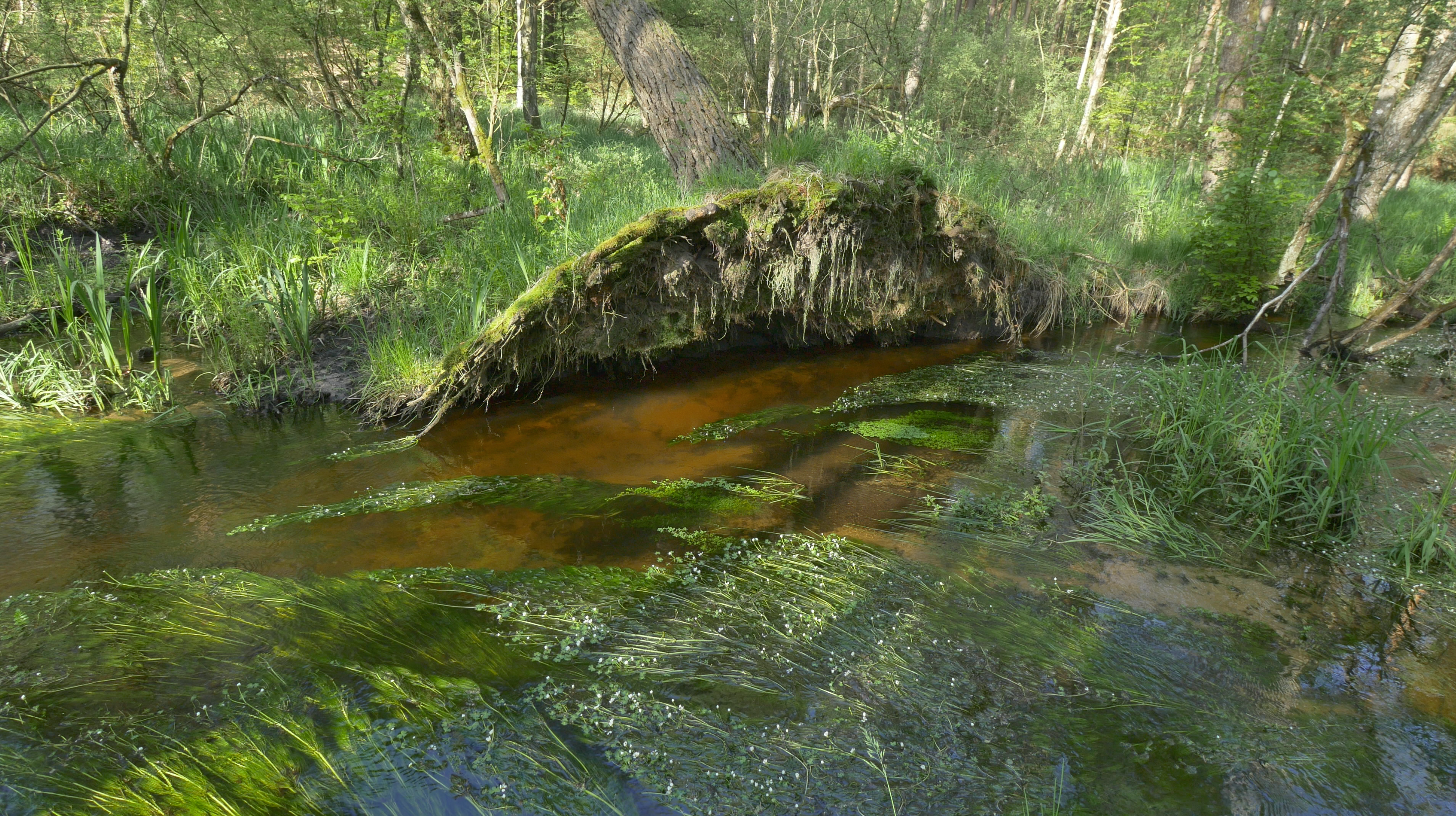 diagnostic écologique